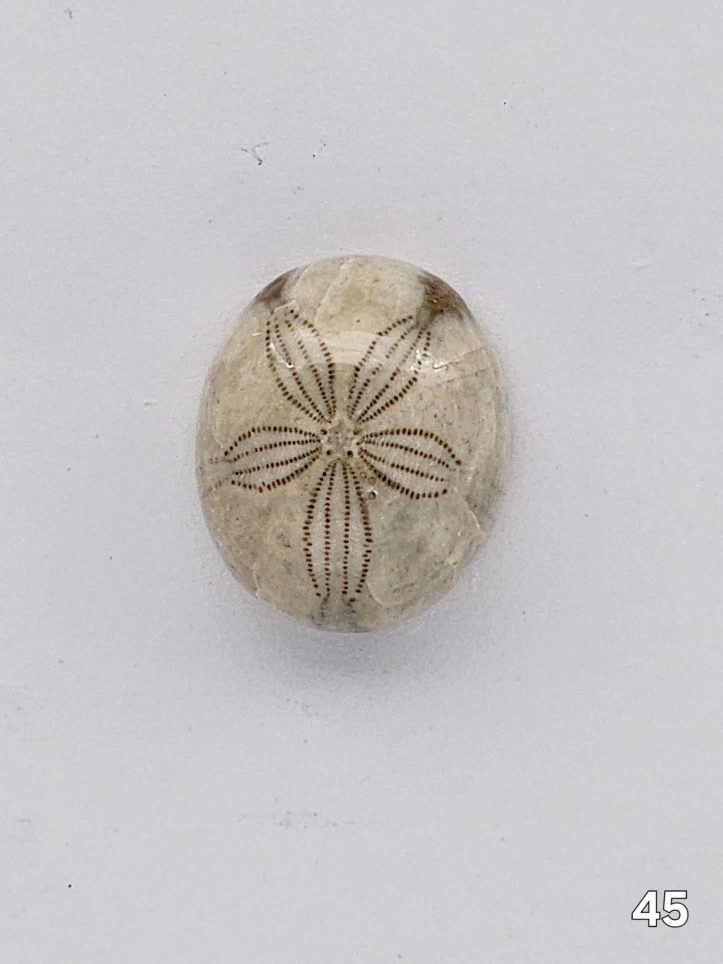 Sand dollar fossil medium