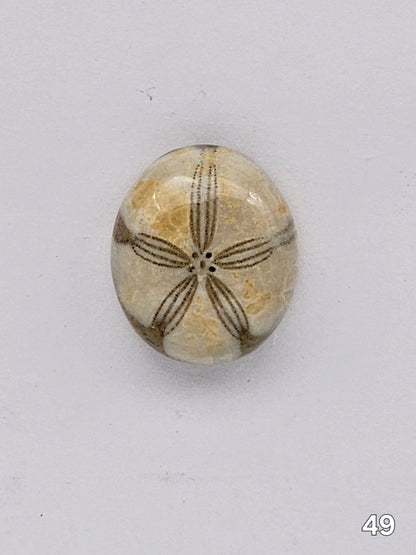 Sand dollar fossil medium
