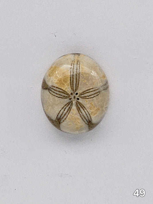 Sand dollar fossil medium
