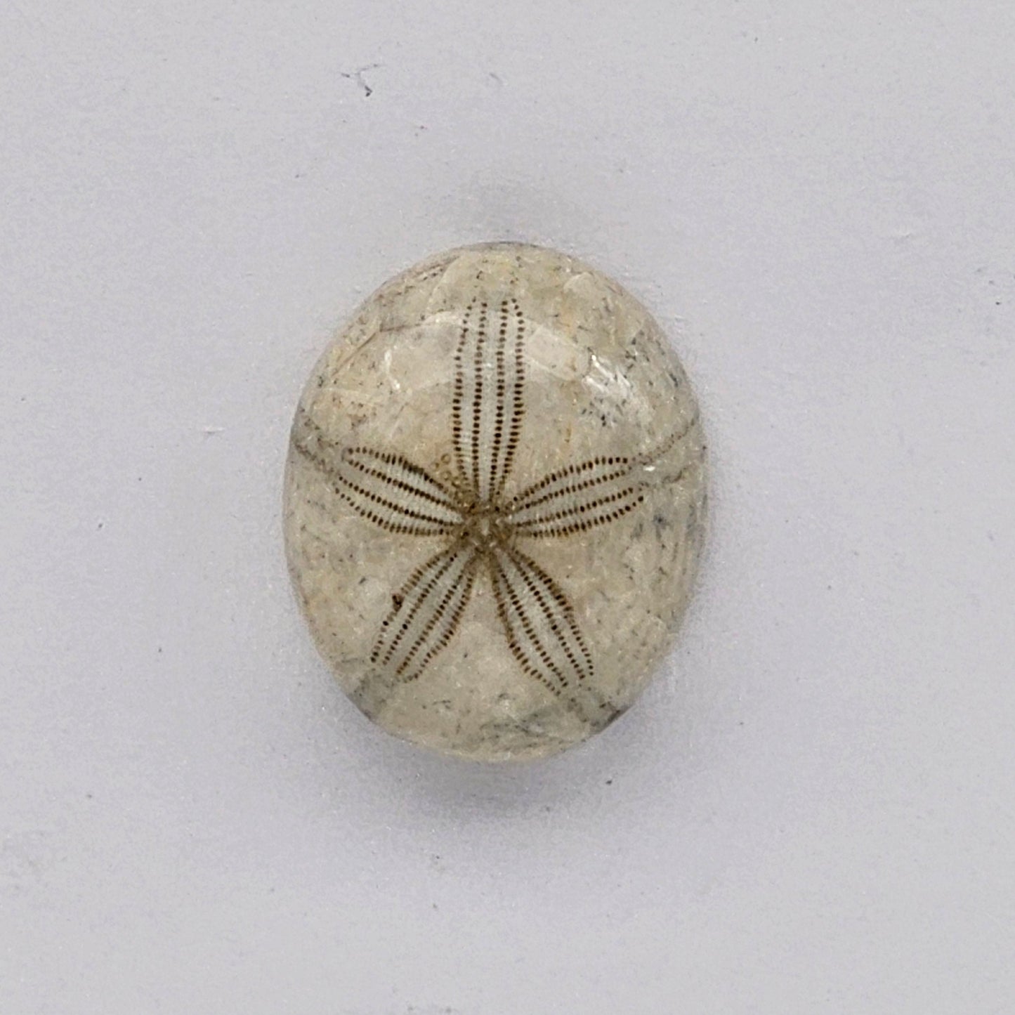 Sand dollar fossil medium