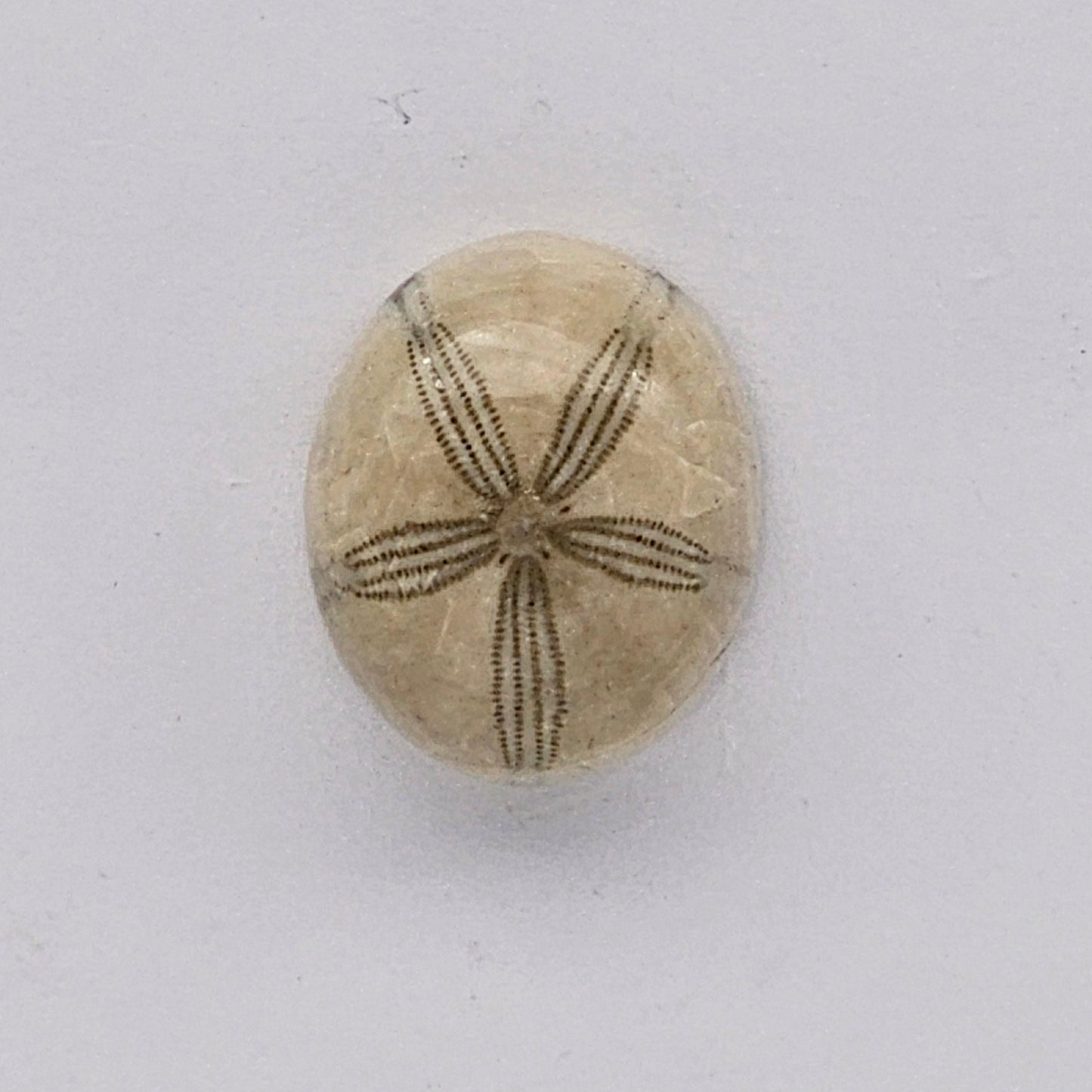 Sand dollar fossil medium