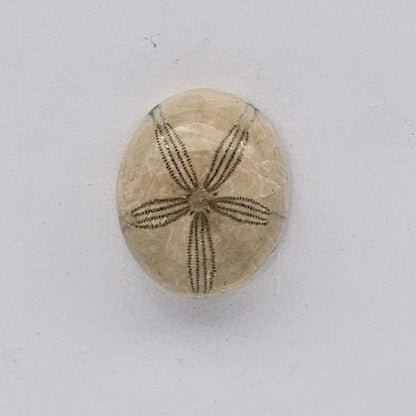 Sand dollar fossil medium