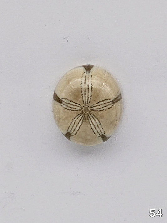 Sand dollar fossil medium