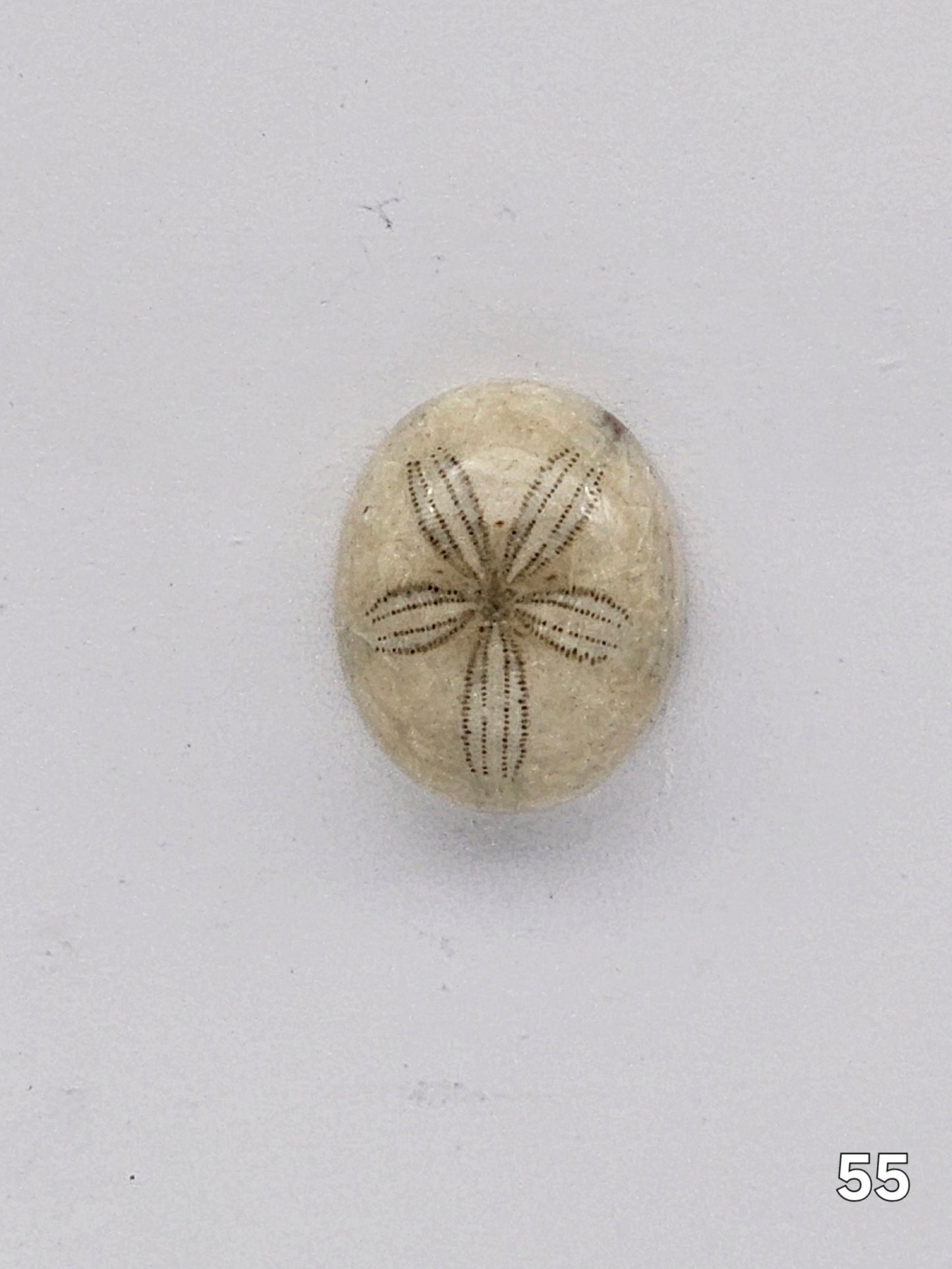 Sand dollar fossil medium