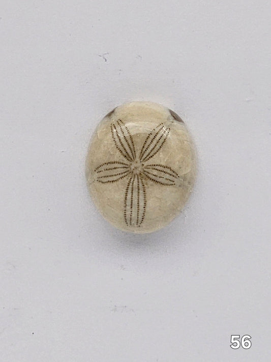 Sand dollar fossil medium