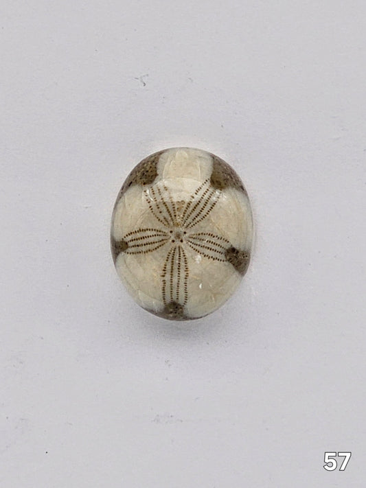 Sand dollar fossil medium