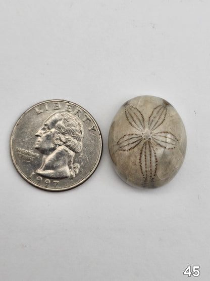Sand dollar fossil medium