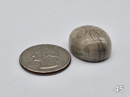 Sand dollar fossil medium