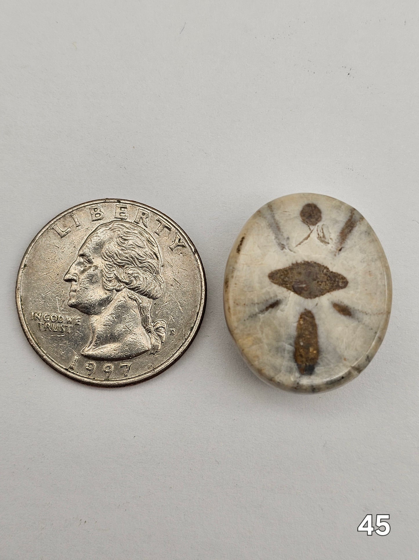 Sand dollar fossil medium