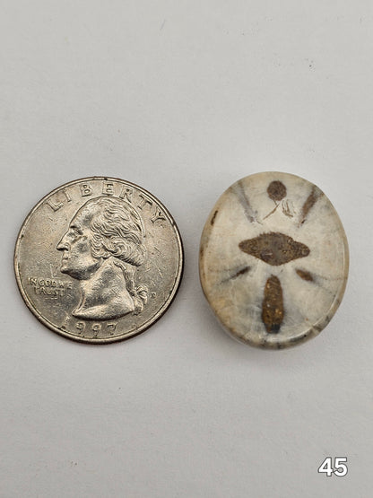 Sand dollar fossil medium