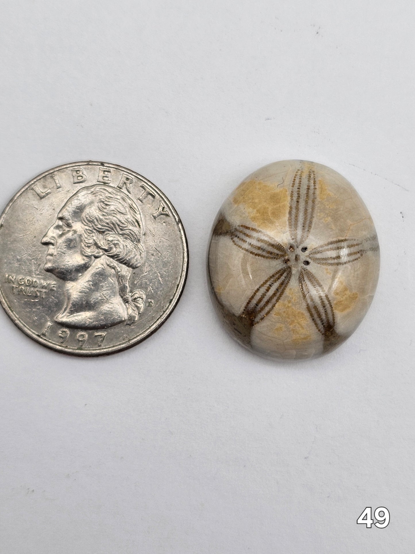 Sand dollar fossil medium