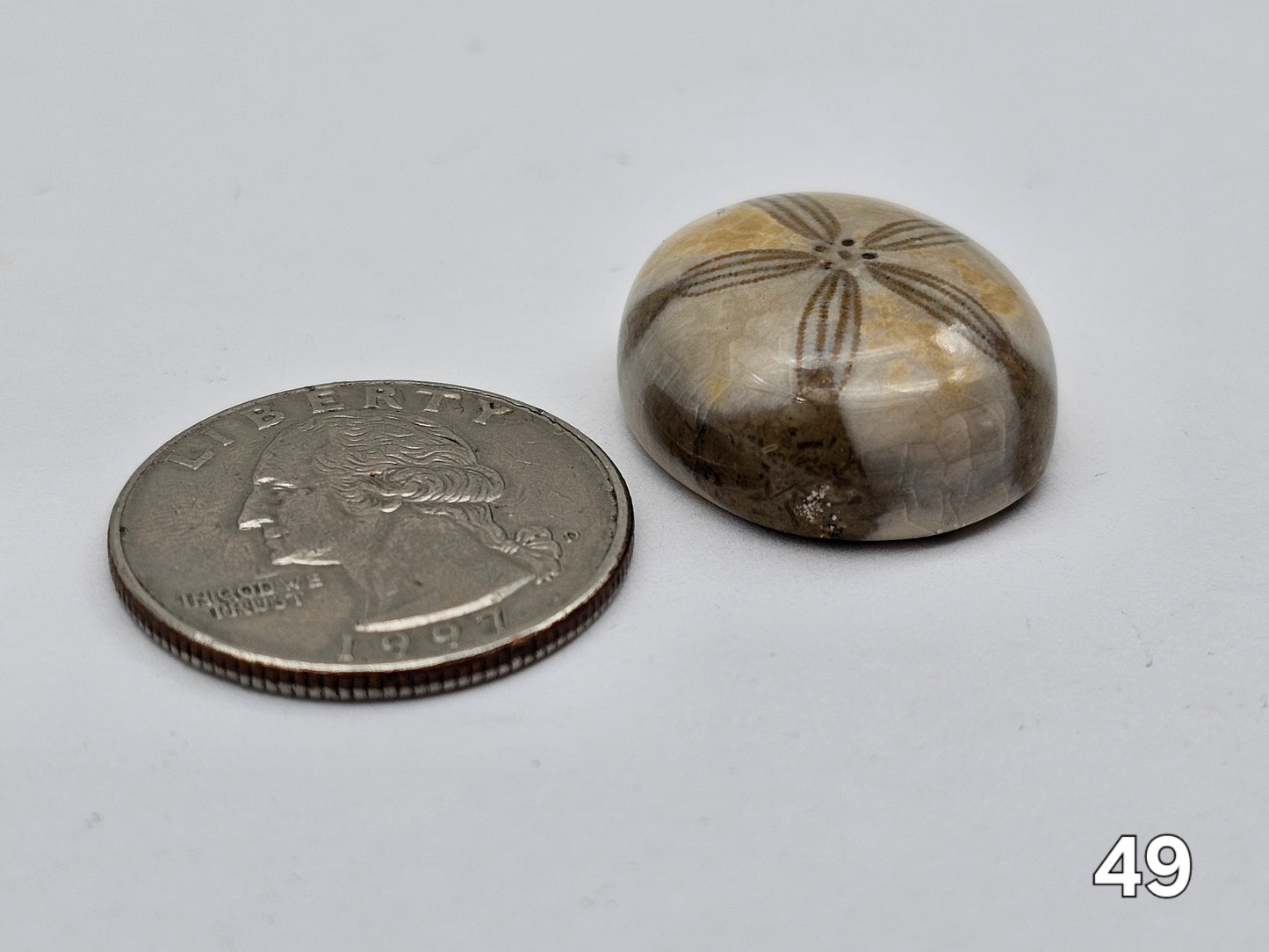Sand dollar fossil medium