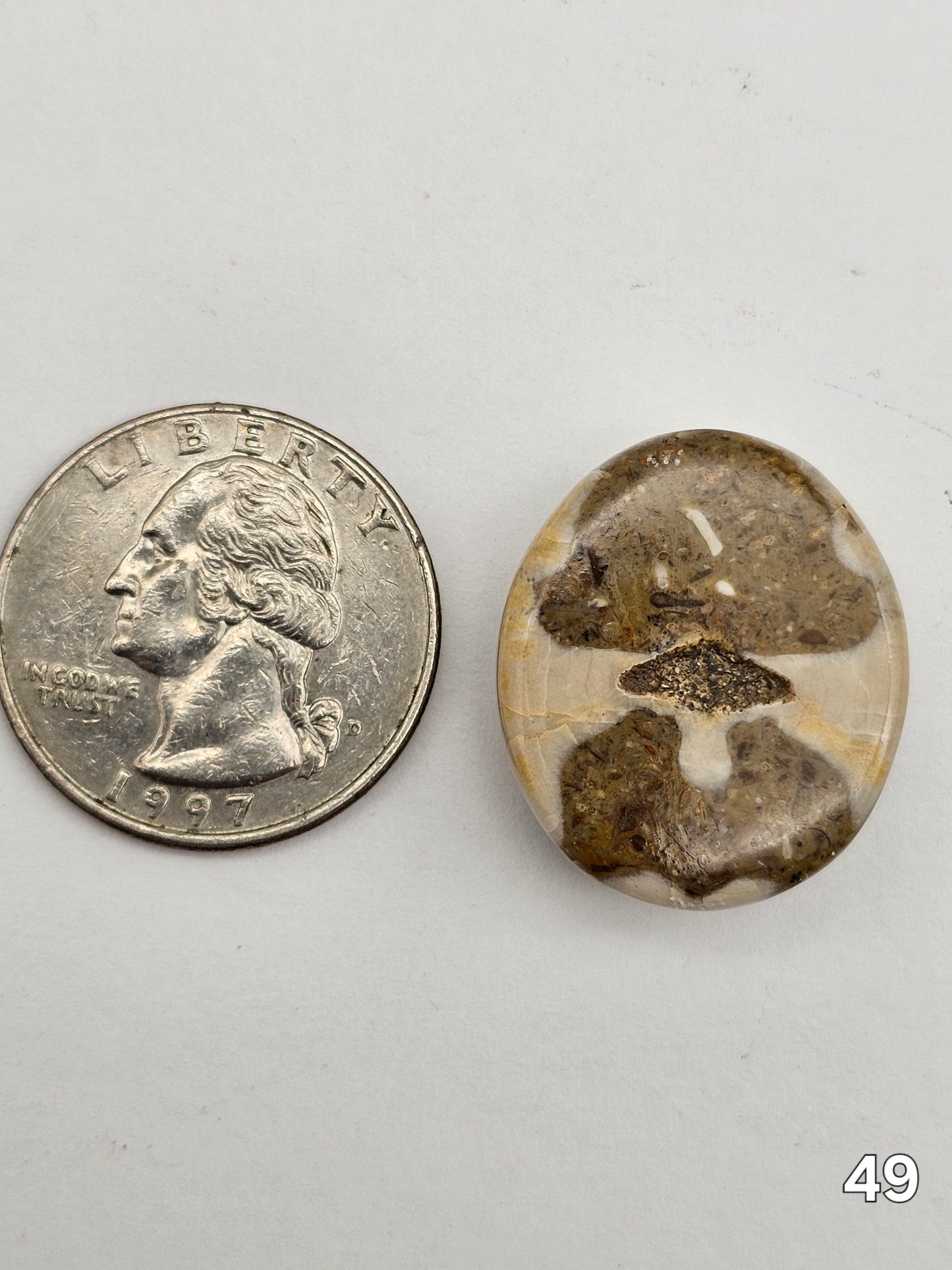 Sand dollar fossil medium