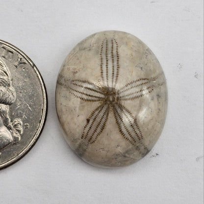 Sand dollar fossil medium