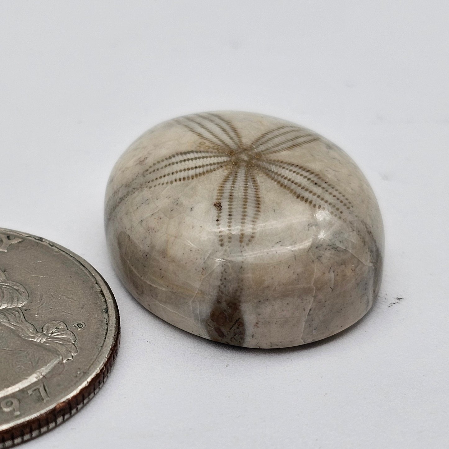 Sand dollar fossil medium