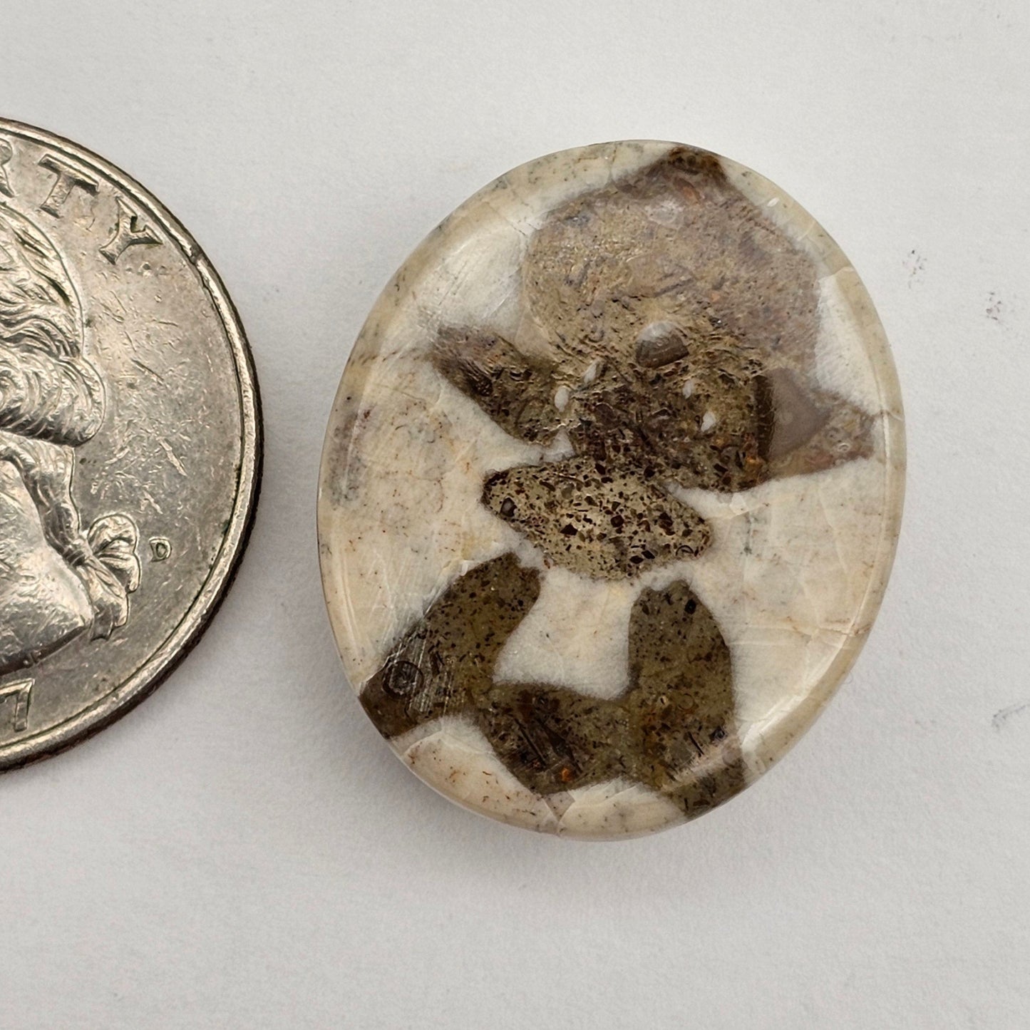 Sand dollar fossil medium