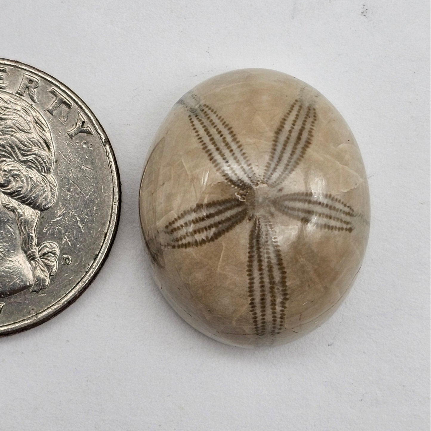 Sand dollar fossil medium