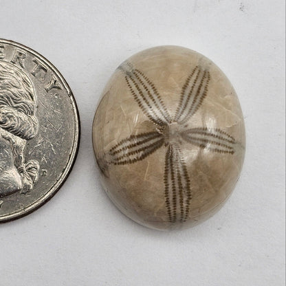 Sand dollar fossil medium