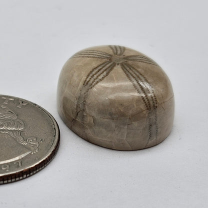 Sand dollar fossil medium