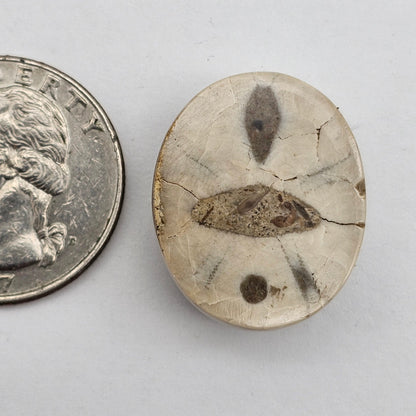 Sand dollar fossil medium