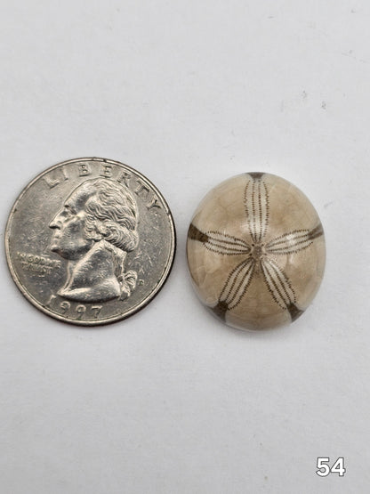 Sand dollar fossil medium