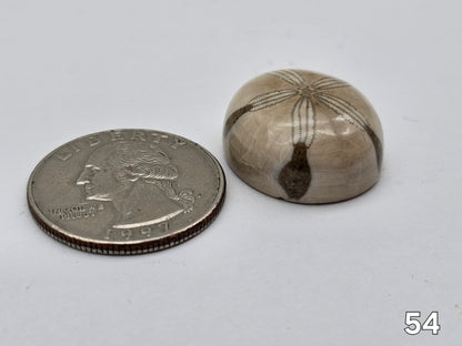 Sand dollar fossil medium