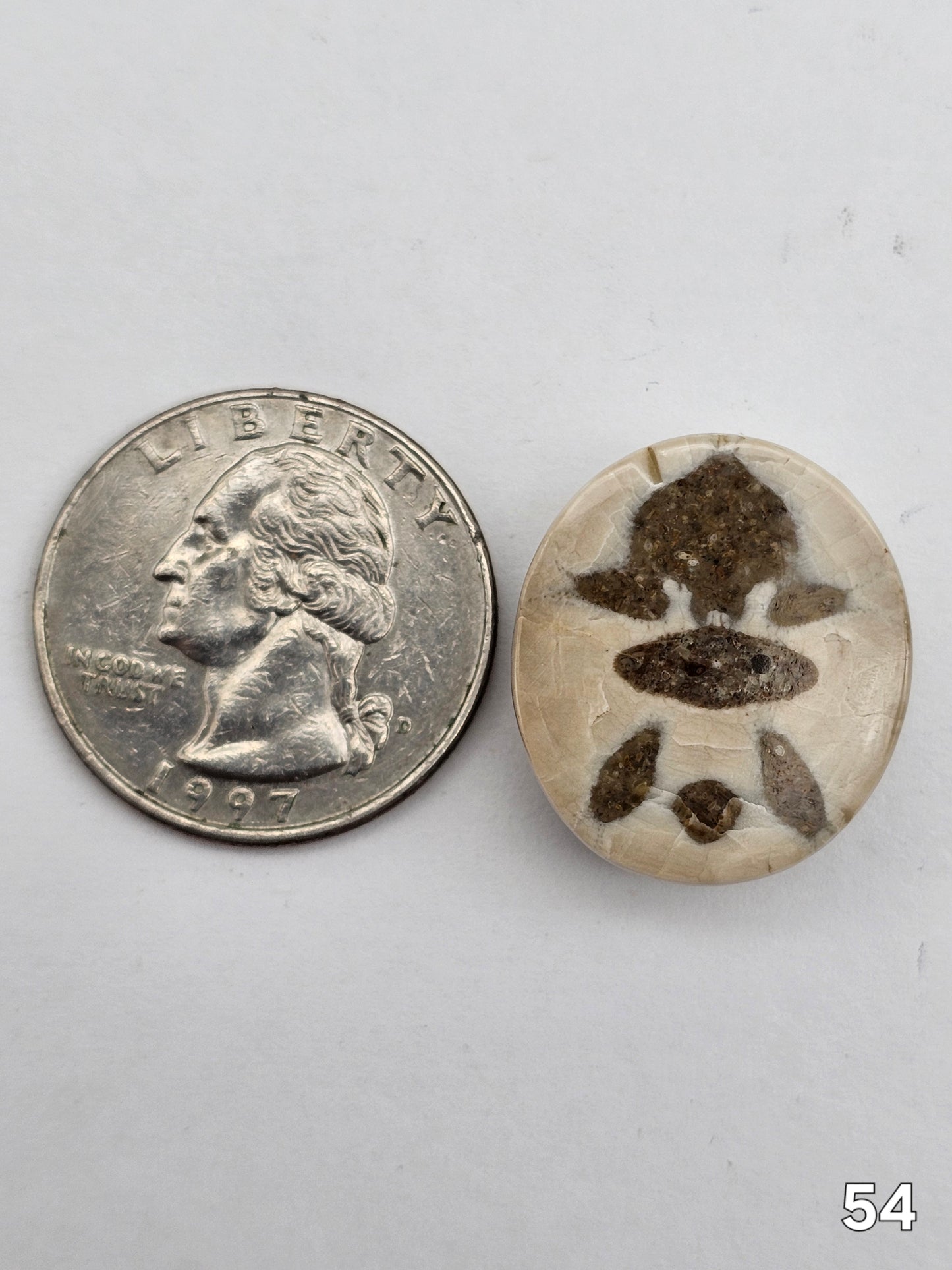 Sand dollar fossil medium