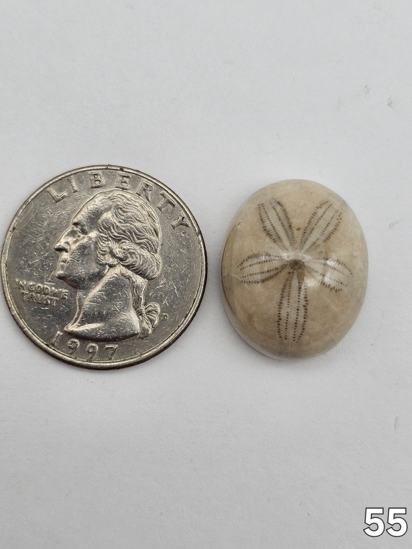 Sand dollar fossil medium
