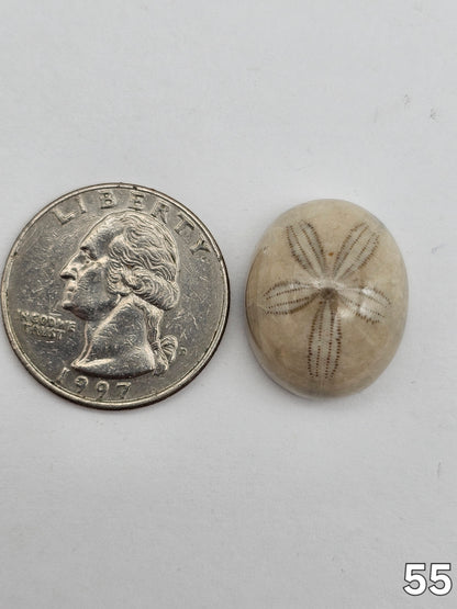 Sand dollar fossil medium