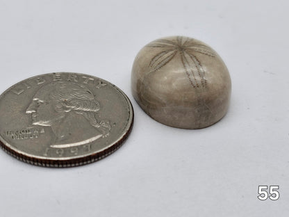 Sand dollar fossil medium