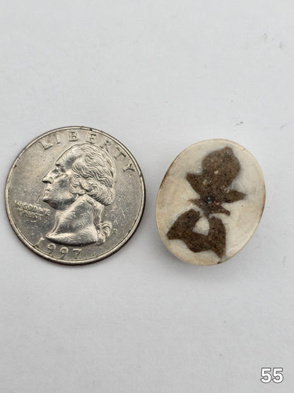 Sand dollar fossil medium