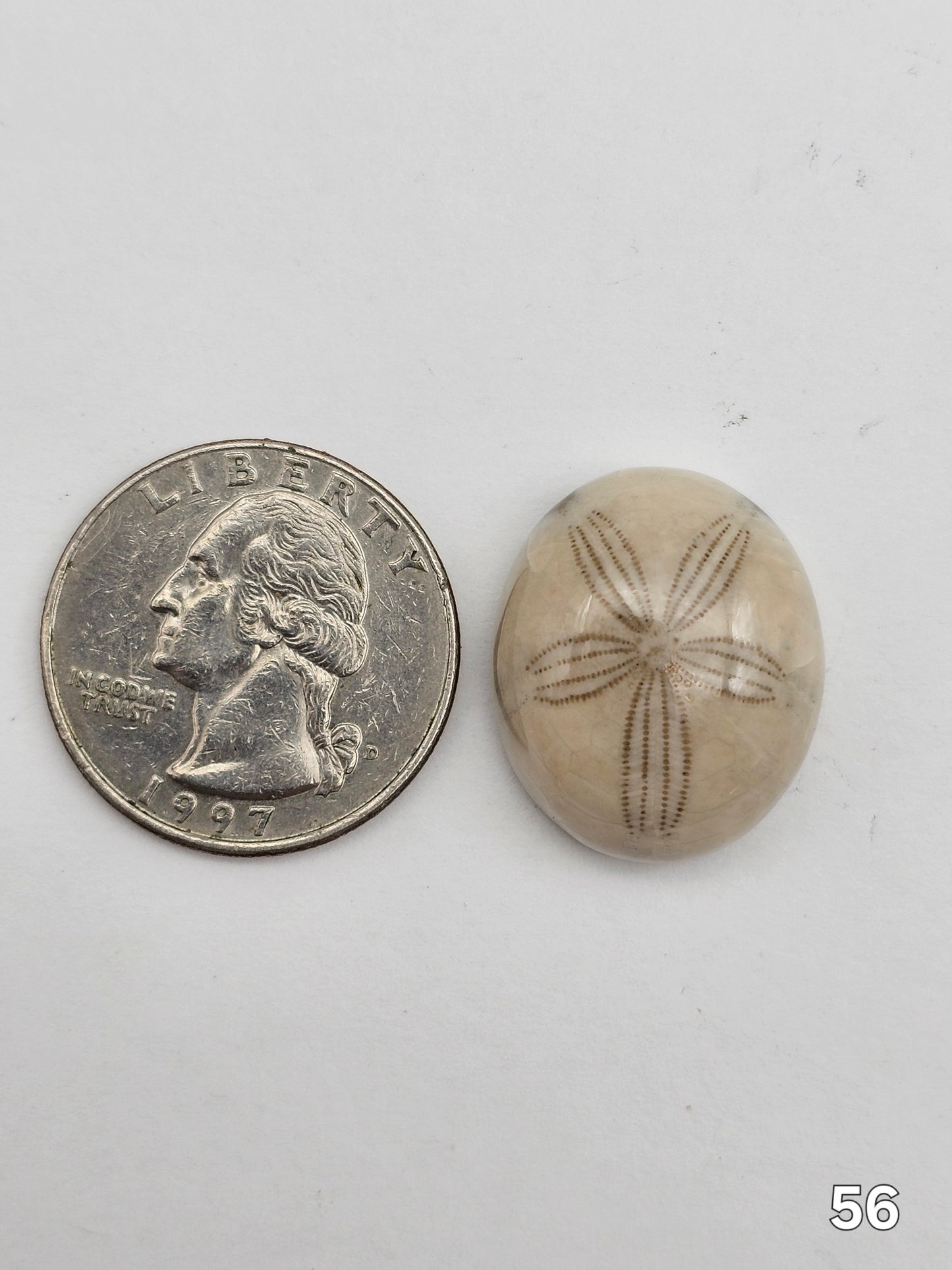 Sand dollar fossil medium