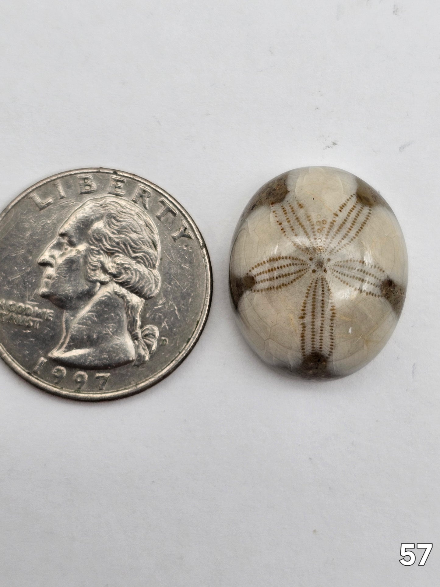 Sand dollar fossil medium