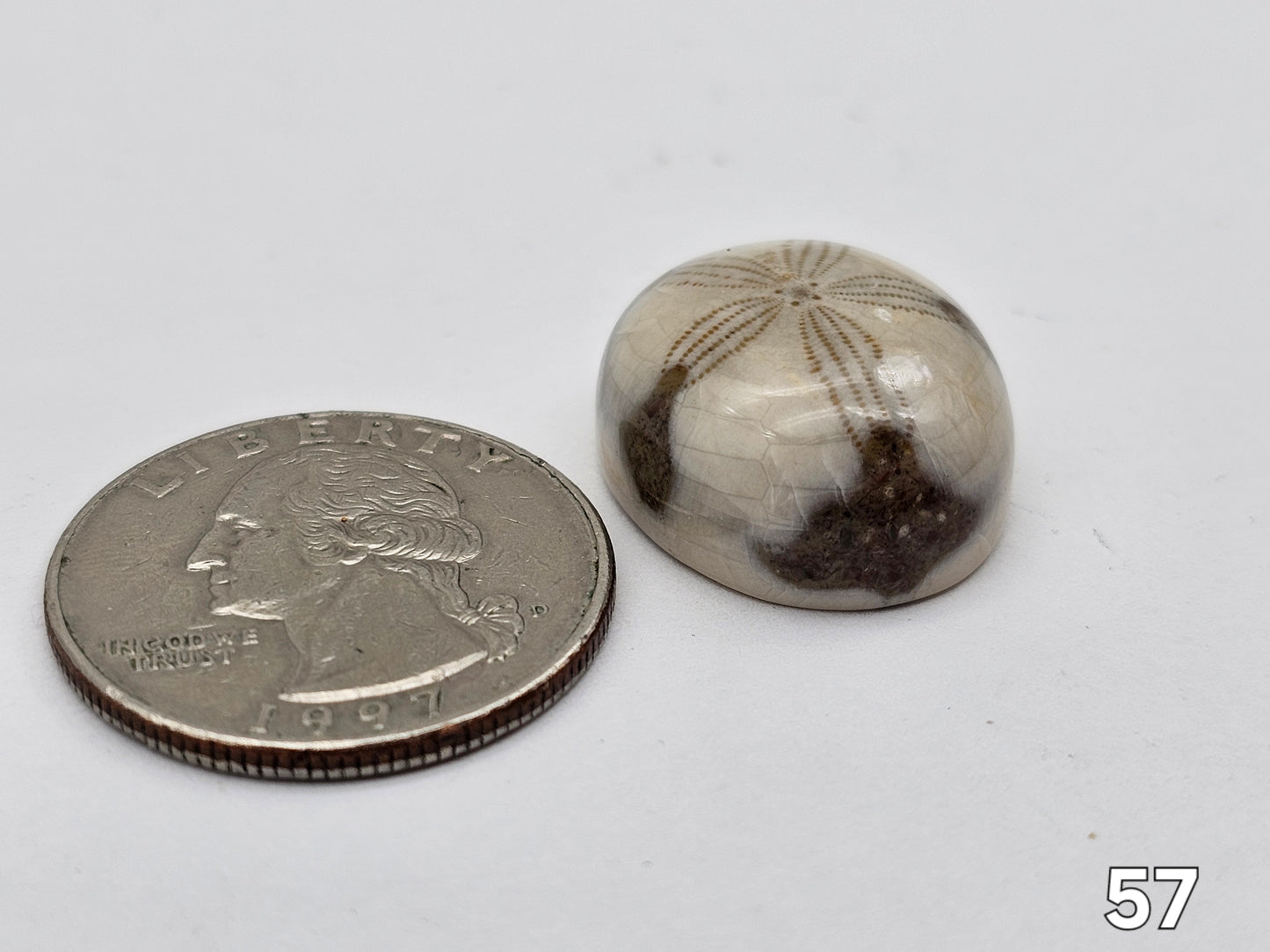 Sand dollar fossil medium