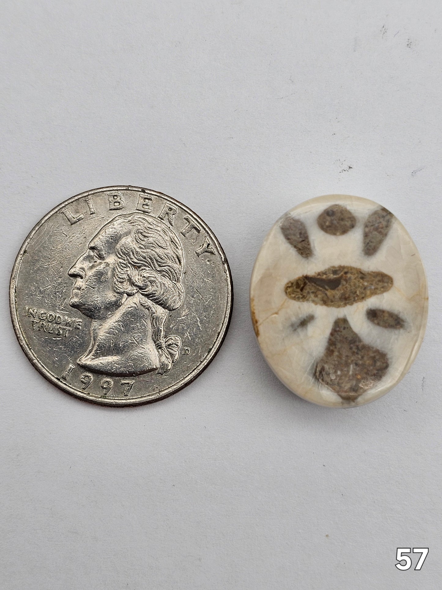 Sand dollar fossil medium