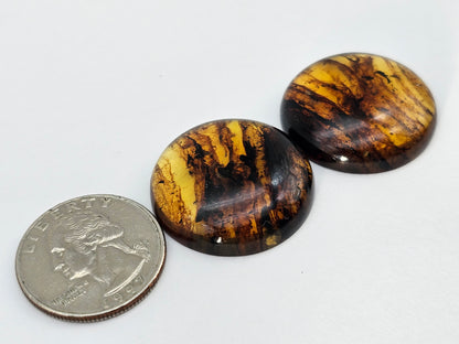 Amber authentic cabochon pair large
