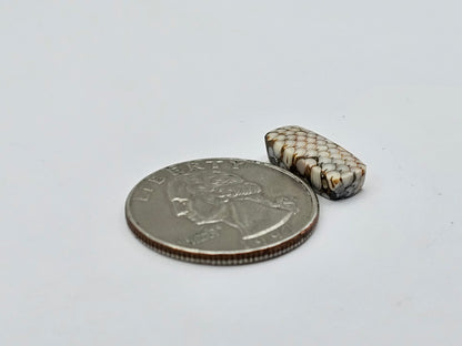 Snake agate cabochon large