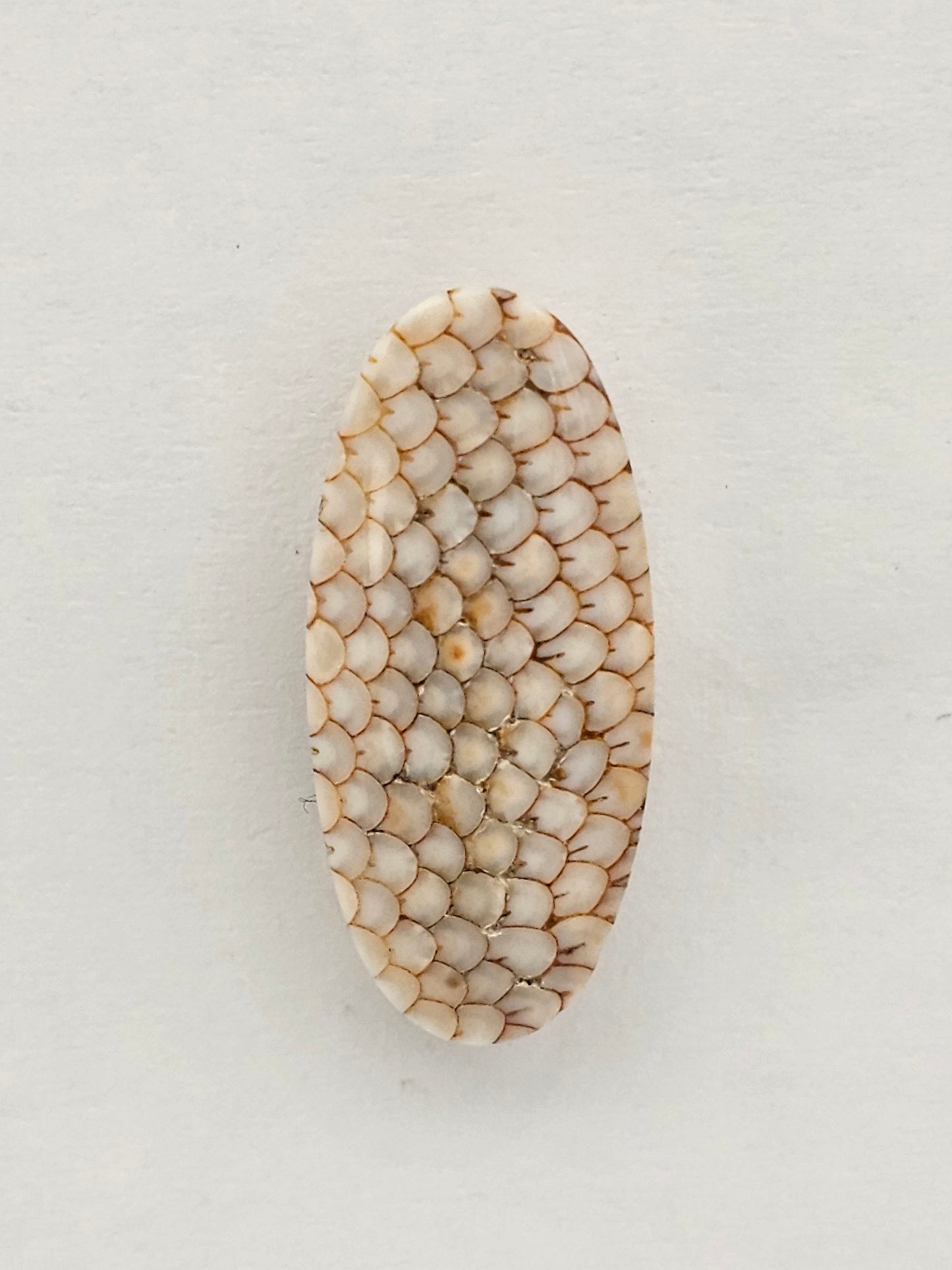 Snake agate cabochon large