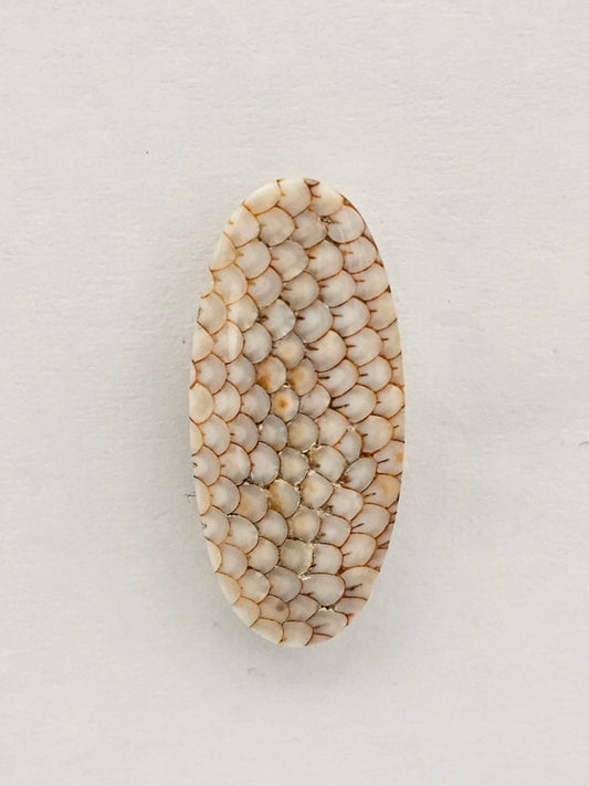 Snake agate cabochon large