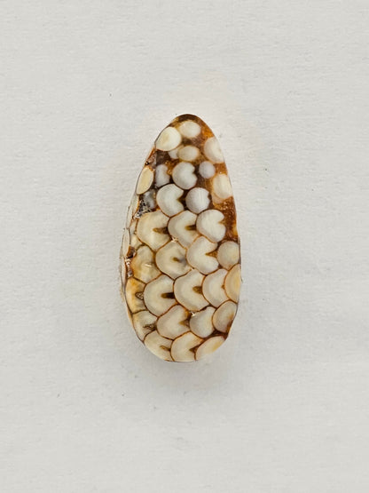 Snake agate cabochon large