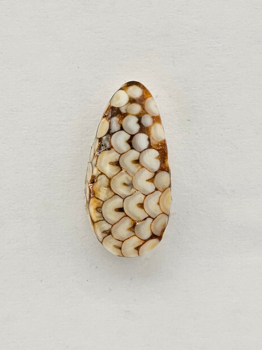 Snake agate cabochon large