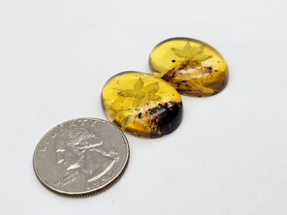 Amber authentic intaglio cabochon pair large
