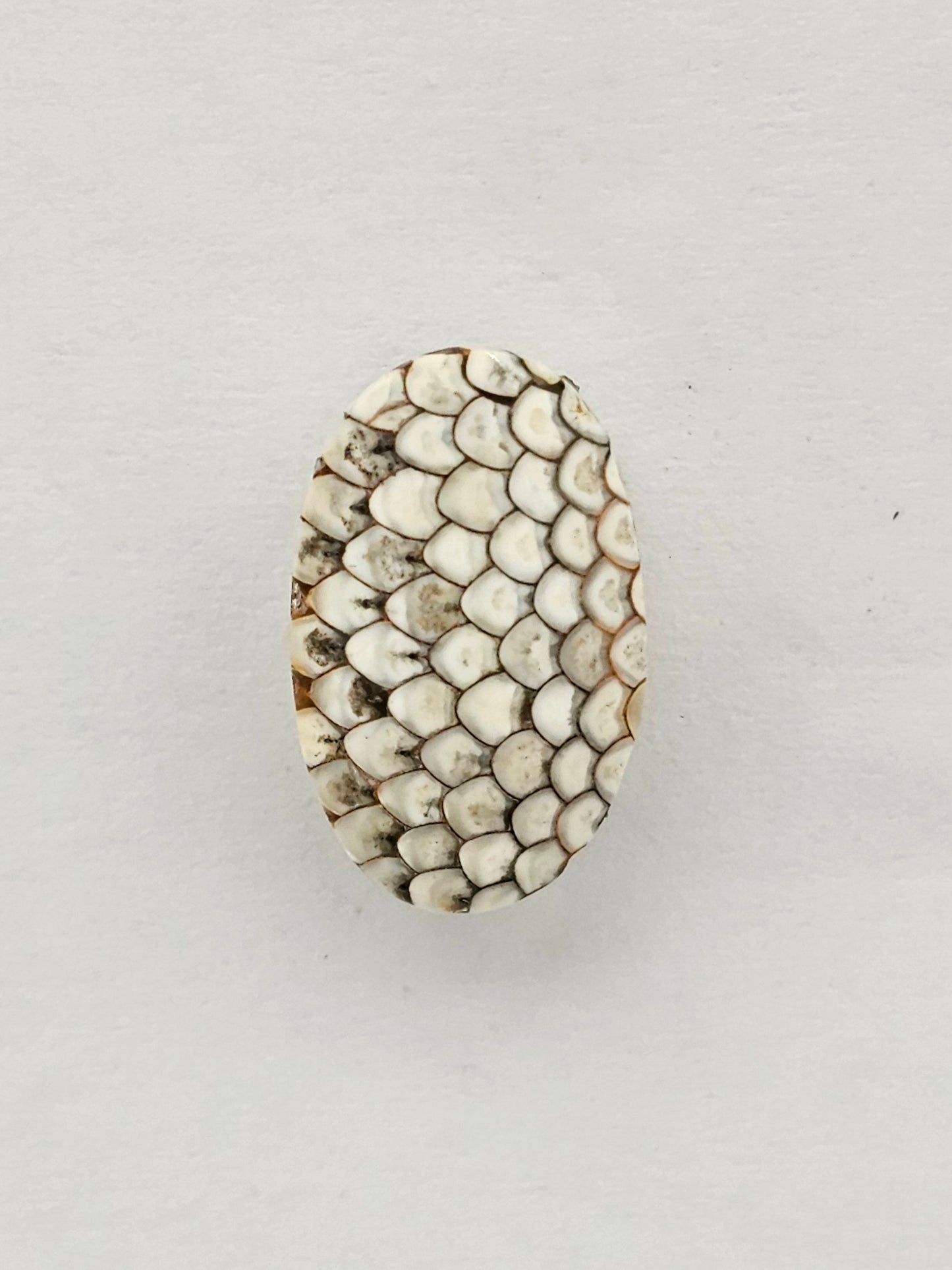 Snake agate cabochon large