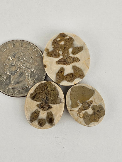 Sand dollar fossil lot