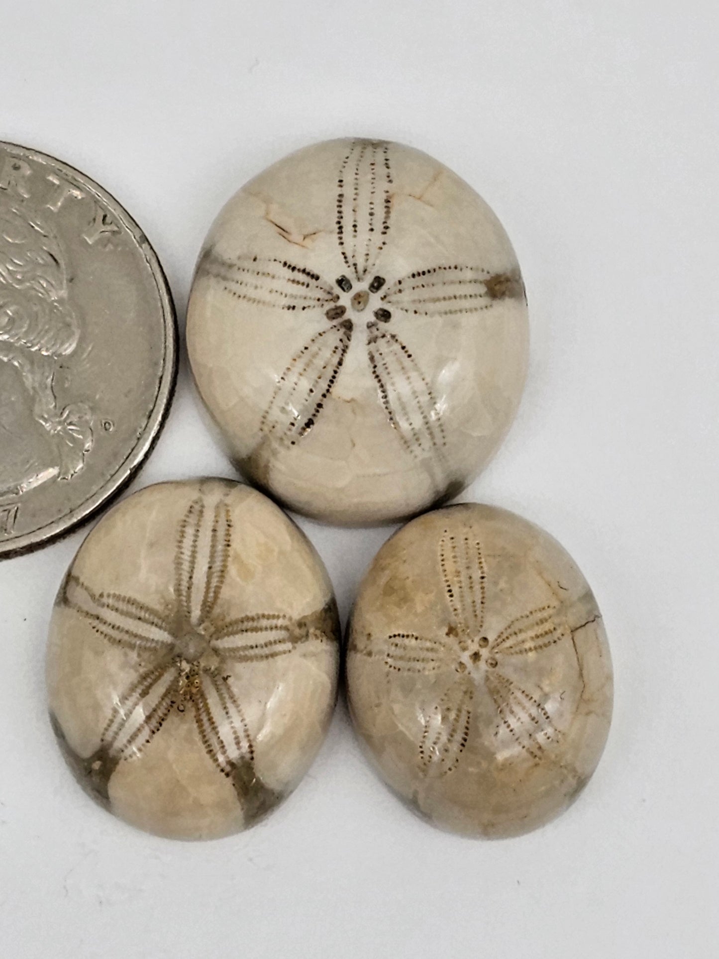 Sand dollar fossil lot