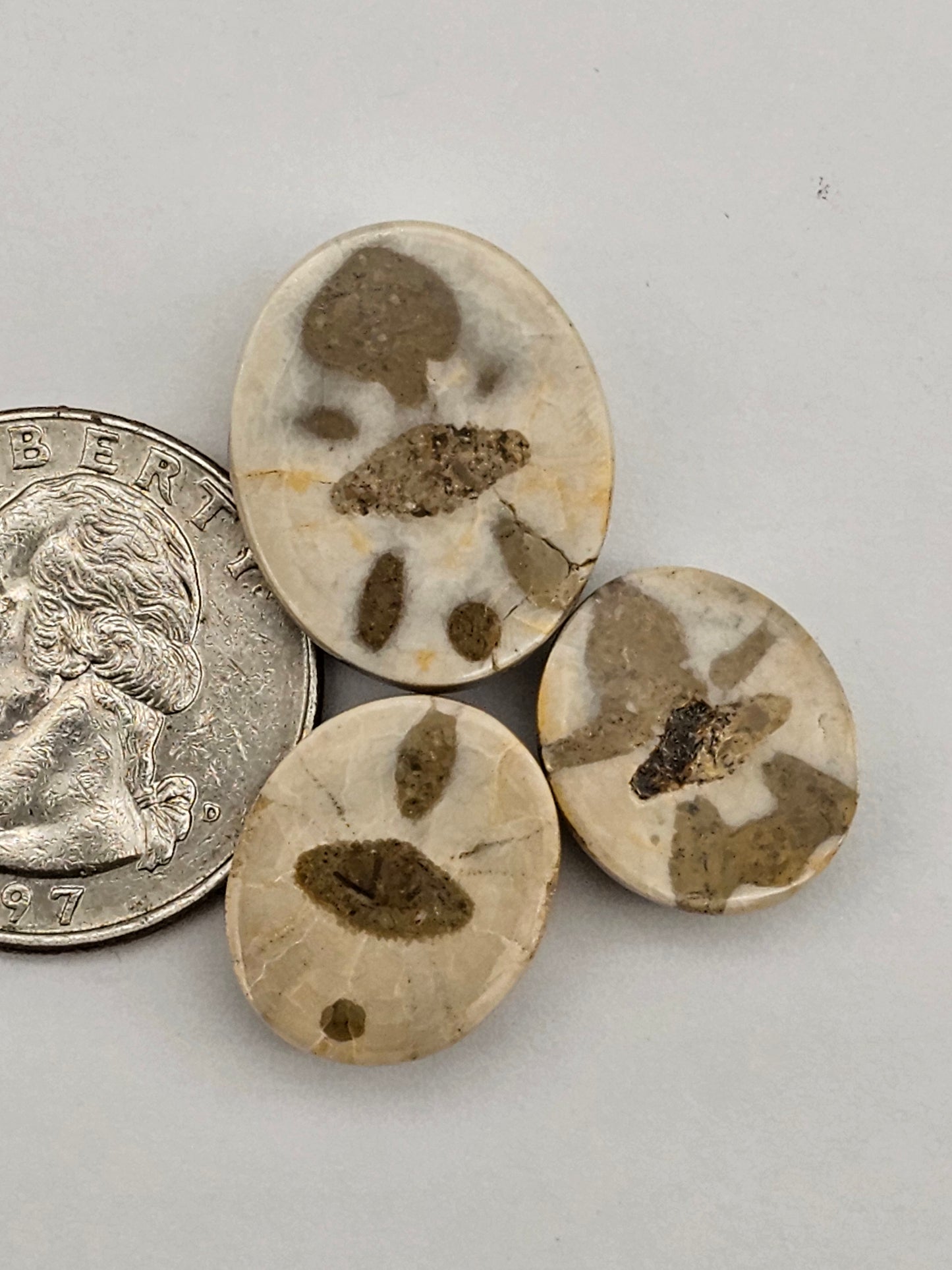 Sand dollar fossil lot