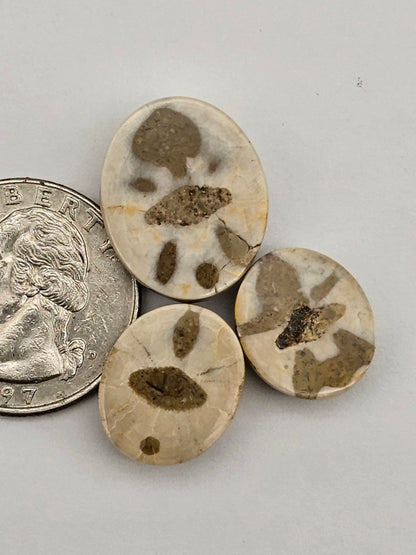 Sand dollar fossil lot