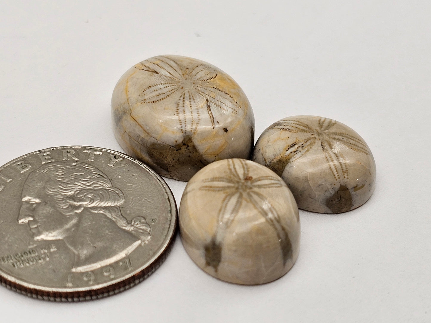 Sand dollar fossil lot