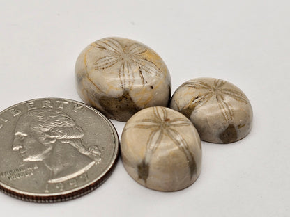 Sand dollar fossil lot