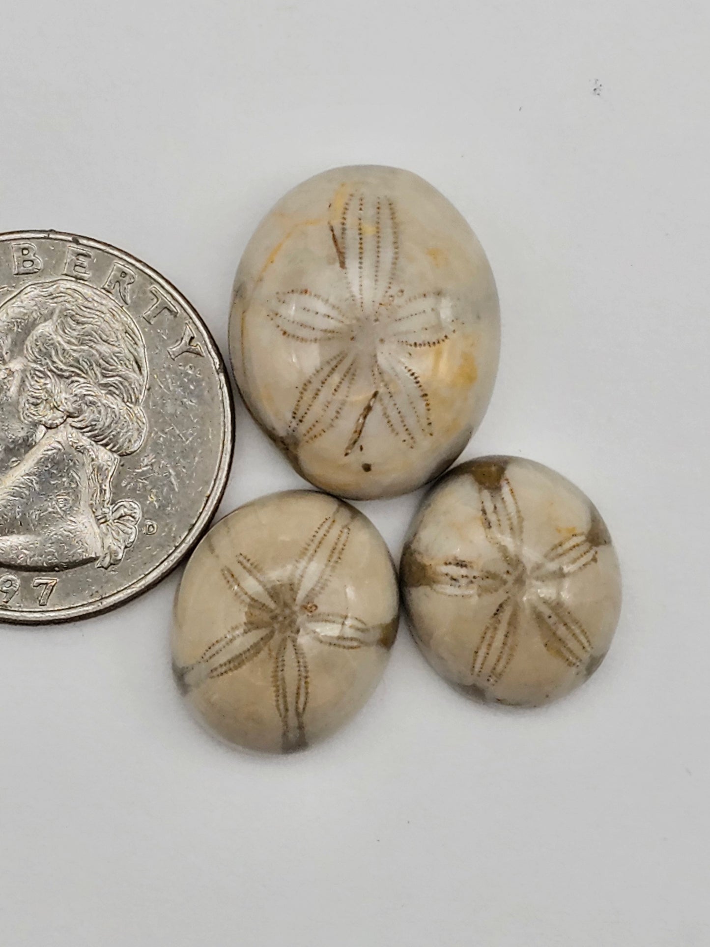 Sand dollar fossil lot